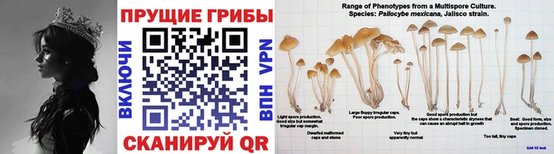 Псилоцибиновые грибы прущие грибы Благодарный